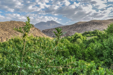 روستای تمین